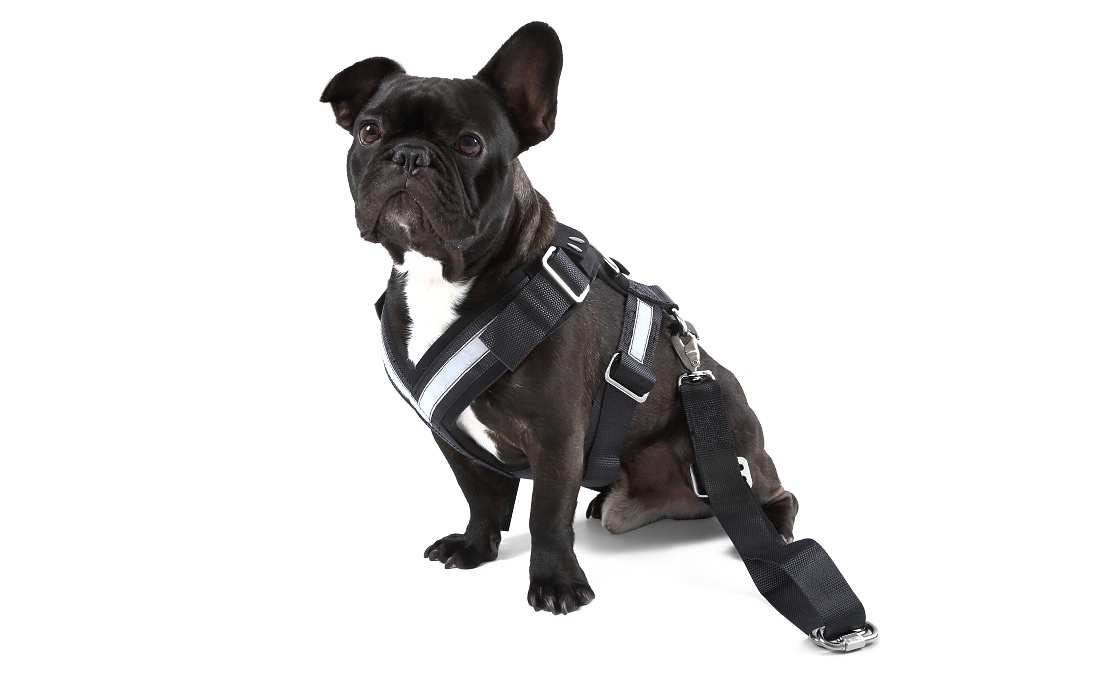 Dog safety belt - ''M''