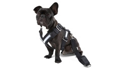 Dog safety belt - ''M''